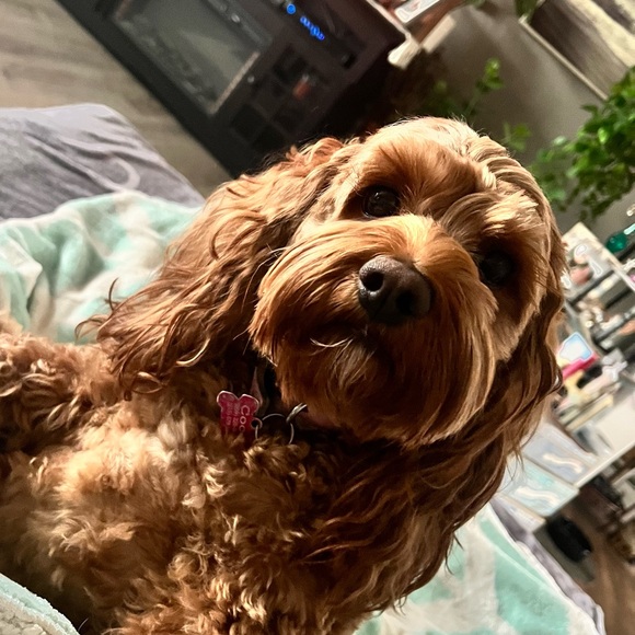 Meet your Posher, Elizabeth - Picture 4 of 14